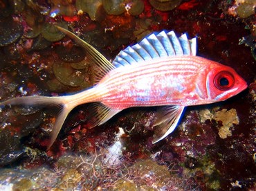 Longspine Squirrelfish - Holocentrus rufus - Turks and Caicos