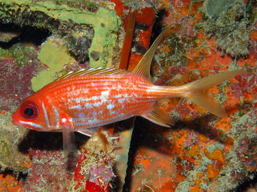 Longspine Squirrelfish - Holocentrus rufus - Grand Cayman