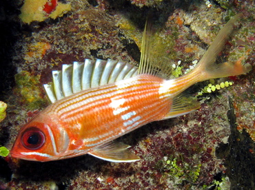 Longspine Squirrelfish - Holocentrus rufus - Belize