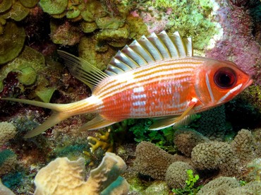 Longspine Squirrelfish - Holocentrus rufus - Belize