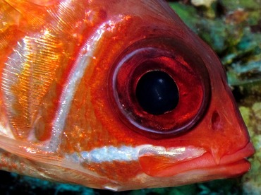 Longspine Squirrelfish - Holocentrus rufus - Belize