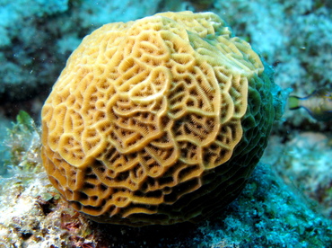 Low Relief Lettuce Coral - Agaricia humilis - Belize