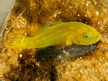 Ornate Goby - Lubricogobius exiguus - Anilao, Philippines