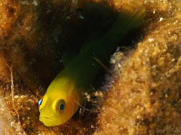 Ornate Goby - Lubricogobius exiguus - Anilao, Philippines