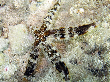 Banded Sea Star - Luidia alternata - Cozumel, Mexico