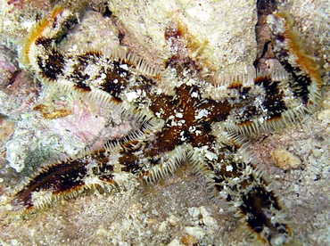 Banded Sea Star - Luidia alternata - Cozumel, Mexico