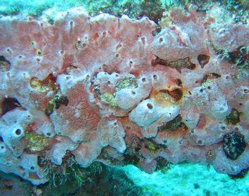 Lumpy Overgrowing Sponge - Desmapsamma anchorata - Key Largo, Florida