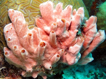 Lumpy Overgrowing Sponge - Desmapsamma anchorata - Bonaire