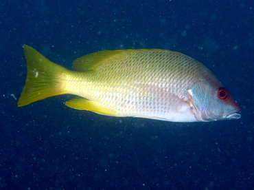 Amarillo Snapper - Lutjanus argentiventris - Cabo San Lucas, Mexico