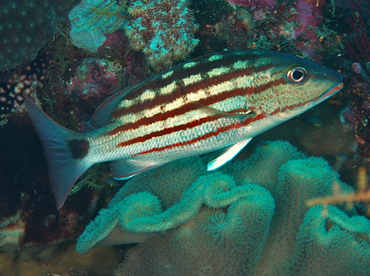 Checkered Snapper - Lutjanus decussatus - Wakatobi, Indonesia