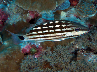 Checkered Snapper - Lutjanus decussatus - Wakatobi, Indonesia