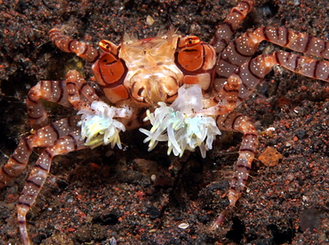 Mosaic Boxer Crab - Lybia tessellata - Bali, Indonesia