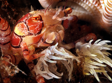 Mosaic Boxer Crab - Lybia tessellata - Bali, Indonesia