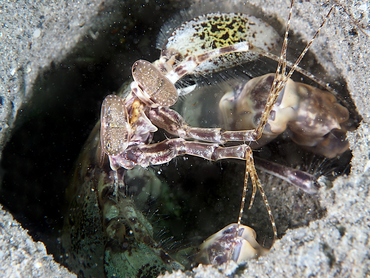 Scaly-Tailed Mantis Shrimp - Lysiosquilla scabricauda - Blue Heron Bridge, Florida