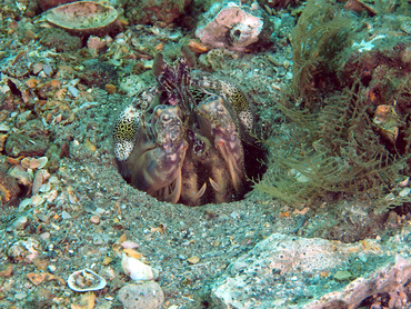 Scaly-Tailed Mantis Shrimp - Lysiosquilla scabricauda - Blue Heron Bridge, Florida