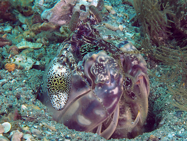 Scaly-Tailed Mantis Shrimp - Lysiosquilla scabricauda - Blue Heron Bridge, Florida