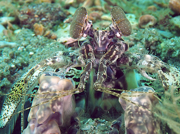 Scaly-Tailed Mantis Shrimp - Lysiosquilla scabricauda - Blue Heron Bridge, Florida