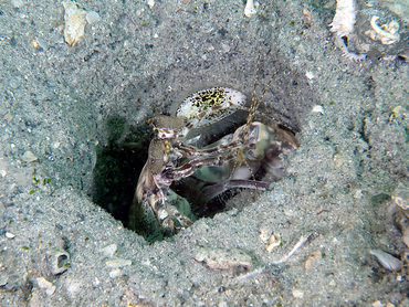 Scaly-Tailed Mantis Shrimp - Lysiosquilla scabricauda - Blue Heron Bridge, Florida