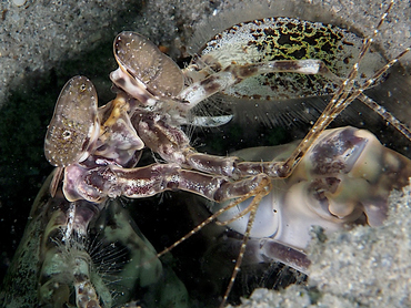 Scaly-Tailed Mantis Shrimp - Lysiosquilla scabricauda - Blue Heron Bridge, Florida