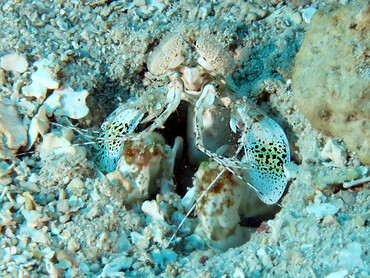Scaly-Tailed Mantis Shrimp - Lysiosquilla scabricauda - Roatan, Honduras