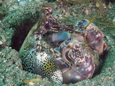 Scaly-Tailed Mantis Shrimp - Lysiosquilla scabricauda - Blue Heron Bridge, Florida