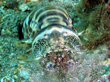 Scaly-Tailed Mantis Shrimp - Lysiosquilla scabricauda - Blue Heron Bridge, Florida