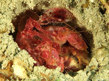 Caribbean Reef Mantis Shrimp - Lysiosquilla glabriuscula - Roatan, Honduras