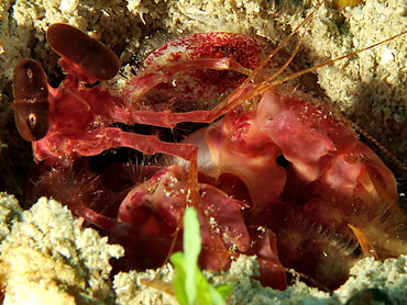 Caribbean Reef Mantis Shrimp - Lysiosquillina glabriuscula - Roatan, Honduras
