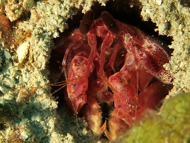 Caribbean Reef Mantis Shrimp - Lysiosquilla glabriuscula - Roatan, Honduras