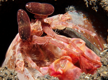 Lisa's Mantis Shrimp - Lysiosquillina lisa - Bali, Indonesia