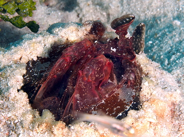 Lisa's Mantis Shrimp - Lysiosquilla lisa - Palau