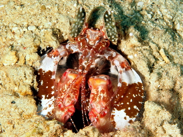 Lisa's Mantis Shrimp - Lysiosquillina lisa - Anilao, Philippines