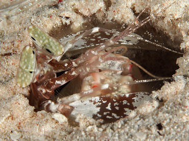 Lisa's Mantis Shrimp - Lysiosquillina lisa - Wakatobi, Indonesia