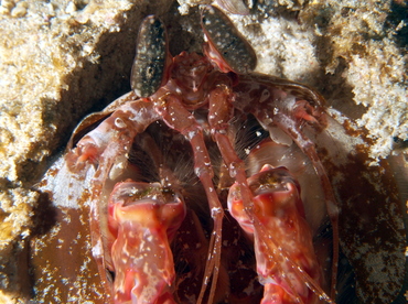 Lisa's Mantis Shrimp - Lysiosquillina lisa - Anilao, Philippines