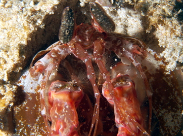 Lisa's Mantis Shrimp - Lysiosquilla lisa - Anilao, Philippines