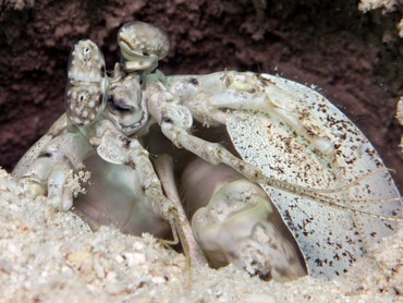 Tiger Mantis Shrimp - Lysiosquilla maculata - Yap, Micronesia