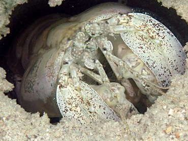 Tiger Mantis Shrimp - Lysiosquilla maculata - Yap, Micronesia