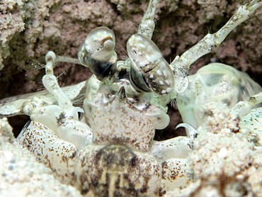 Tiger Mantis Shrimp - Lysiosquilla maculata - Yap, Micronesia