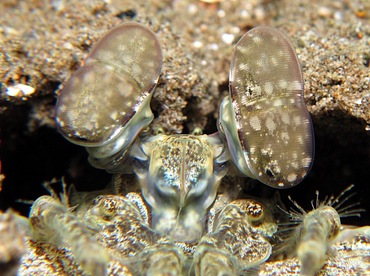 Tiger Mantis Shrimp - Lysiosquilla maculata - Dumaguete, Philippines