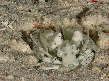 Tiger Mantis Shrimp - Lysiosquilla maculata - Wakatobi, Indonesia