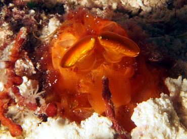 Golden Mantis Shrimp - Lysiosquilloides mapia - Fiji