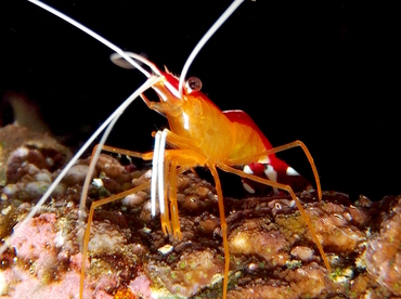 White-Banded Cleaner Shrimp - Lysmata amboinensis - Fiji