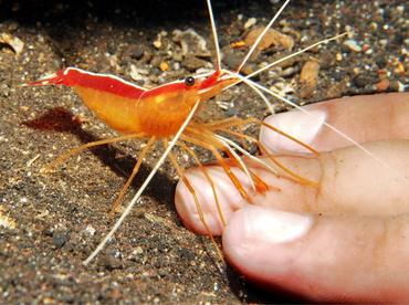 White-Banded Cleaner Shrimp - Lysmata amboinensis - Bali, Indonesia