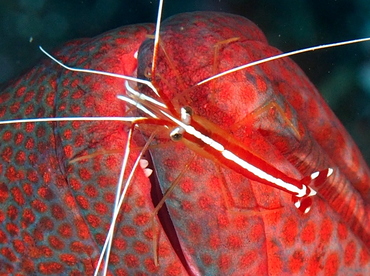 White-Banded Cleaner Shrimp - Lysmata amboinensis - Bali, Indonesia