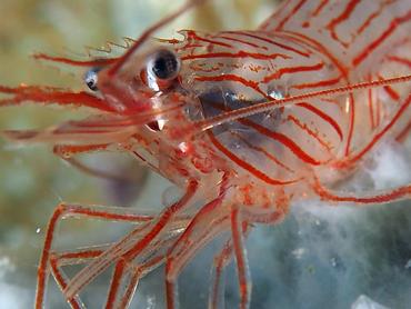 Sponge Peppermint Shrimp - Lysmata pederseni - British Virgin Islands