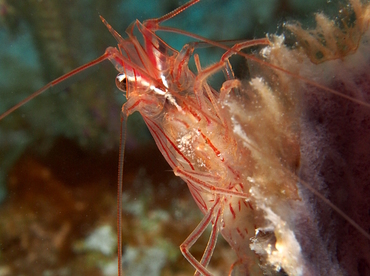 Sponge Peppermint Shrimp - Lysmata pederseni - Belize