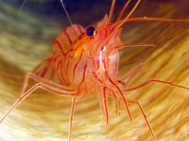Sponge Peppermint Shrimp - Lysmata pederseni - Bonaire