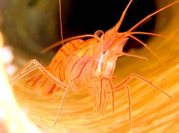 Sponge Peppermint Shrimp - Lysmata pederseni - Bonaire