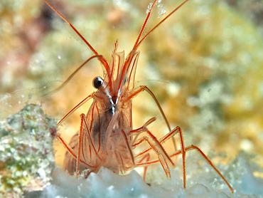 Sponge Peppermint Shrimp - Lysmata pederseni - British Virgin Islands