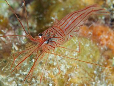 Sponge Peppermint Shrimp - Lysmata pederseni - British Virgin Islands